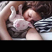 Mushoo joined the competition — help win amazing prizes! animal, bed, blanket, comfort, cozy, cute, dog, face, hair, indoors, person, pet, pillow, puppy, relaxing, resting, skin, sleeping, snuggling, warm