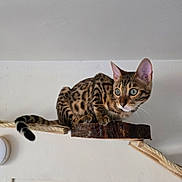 Bandit a rejoint le concours — aidez-le/la à gagner de superbes lots ! alert, animal, bengal_cat, blue_eyes, cat, climbing, closeup, curious, domestic_animal, ears, feline, indoor, mammal, perch, pet, spotted_fur, tail, wall, whiskers, wooden_platform