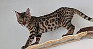 Bandit participe au concours pour gagner de l'argent avec cette photo : agile, alert, animal, bengal_cat, cat, claws, curious, domestic, ears, feline, indoor, pet, rope, spotted_fur, tail, walking, wall, whiskers, wooden_ledge, young