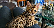 Bandit a rejoint le concours — aidez-le/la à gagner de superbes lots ! bengal_kitten, cat, kitten, blue_eyes, spotted_coat, pet, lap, indoor, living_room, furniture, chair, table, glass_table, person, clothing, couch, home, domestic_animal, whiskers, curious