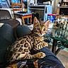 bengal_kitten, cat, kitten, blue_eyes, spotted_coat, pet, lap, indoor, living_room, furniture, chair, table, glass_table, person, clothing, couch, home, domestic_animal, whiskers, curious