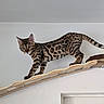 alert, animal, balance, bengal_cat, cat, claws, curious, domestic_cat, ears, feline, indoor, pet, rope, spotted_coat, tail, walking, whiskers, white_wall, wooden_ledge, young_cat