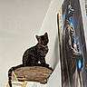 Bandit participe au concours pour gagner de l'argent avec cette photo : cat, spotted_cat, wooden_platform, wall, poster, egyptian_deity, blue_light, indoor, pet, animal, curious, feline, tail, ears, whiskers, sitting, looking, furniture, decoration, mythology