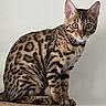 animal, bengal_cat, brown, cat, closeup, curious, domestic, ears, eyes, feline, fur, indoor, mammal, pet, portrait, rosettes, sitting, spots, whiskers, wood