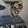 Bandit a rejoint le concours — aidez-le/la à gagner de superbes lots ! animal, bengal_cat, cat, cat_tree, claws, curious, ears, fur, furniture, home, indoor, kitten, paws, pet, playful, spotted, striped, tail, whiskers, young