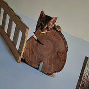 Bandit participe au concours pour gagner de l'argent avec cette photo : cat, wood, log_slice, chair, indoor, wall, curious, peeking, furniture, animal, pet, wood_texture, rustic, home, relaxed, wooden, domestic, cute, face, ears