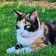 Vixy a rejoint le concours — aidez-le/la à gagner de superbes lots ! cat, calico_cat, grass, outdoor, animal, feline, pet, resting, yellow_eyes, fur, nature, close_up, whiskers, ears, mammal, daylight, greenery, cute, alert, relaxed