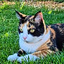 cat, calico_cat, grass, outdoor, animal, feline, pet, resting, yellow_eyes, fur, nature, close_up, whiskers, ears, mammal, daylight, greenery, cute, alert, relaxed