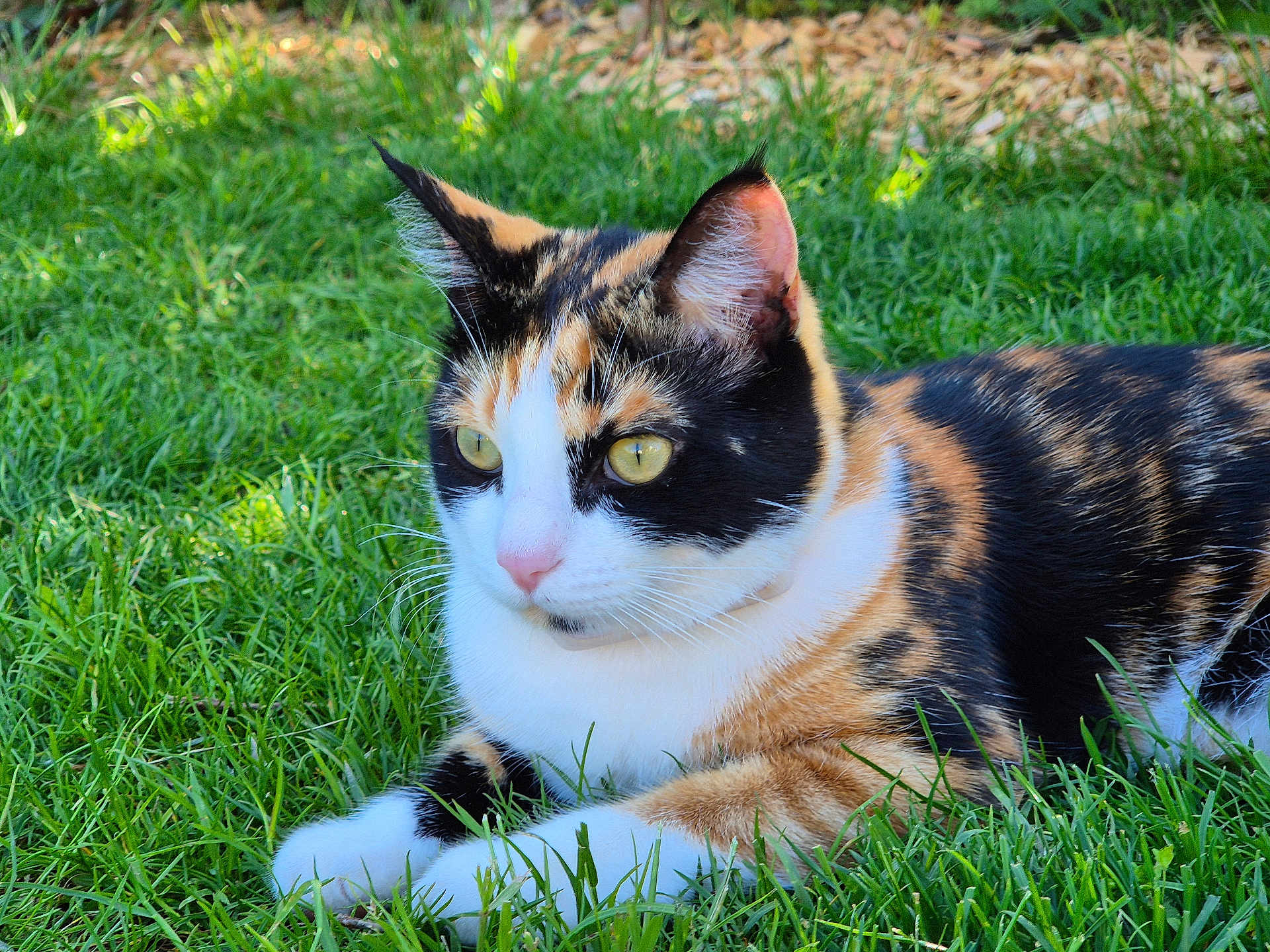 Vixy a rejoint le concours — aidez-le/la à gagner de superbes lots ! cat, calico_cat, grass, outdoor, animal, feline, pet, resting, yellow_eyes, fur, nature, close_up, whiskers, ears, mammal, daylight, greenery, cute, alert, relaxed