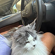 Marie is registered to the contest to win money with this photo: animal, car_interior, cat, closeup, companion, dashboard, domestic_animal, feline, fluffy, gray, indoor, lap, person, pet, relaxed, resting, seat, steering_wheel, vehicle, white