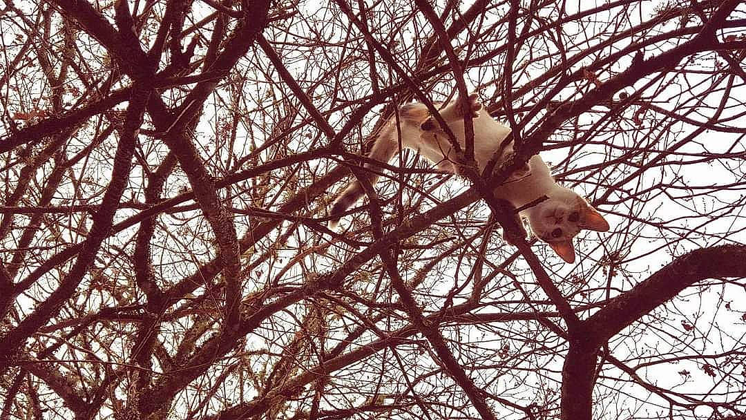 Noisette participe au concours pour gagner de l'argent avec cette photo : autumn, branch, canidae, carnivore, deciduous, fawn, felidae, grass, people_in_nature, plant, plant_stem, sky, tail, terrestrial_animal, tints_and_shades, tree, trunk, twig, winter, wood