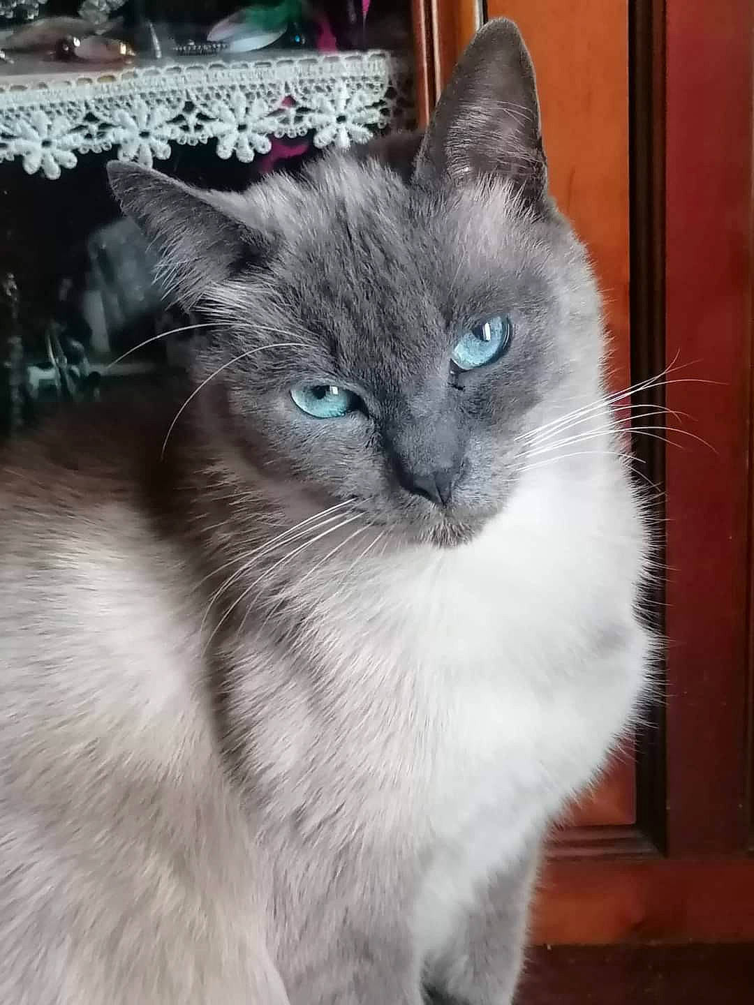 Saphir a rejoint le concours — aidez-le/la à gagner de superbes lots ! black_cat, carnivore, cat, claw, domestic_short_haired_cat, door, eye, felidae, fur, grey, iris, paw, photo_caption, sitting, small_to_medium_sized_cats, snout, tail, whiskers, window