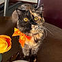cat, tortoiseshell, orange_bow, flower, table, feline, pet, curious, closeup, indoor, whiskers, golden_eyes, fur, domestic_animal, animal, cute, small, companion, curiosity, orange_flower