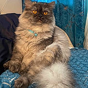 Blue is registered to the contest to win money with this photo: cat, fluffy, amber_eyes, collar, bell, blue_quilt, blue_curtains, indoor, pet, feline, relaxed, cozy, fur, sitting, close_up, domestic_animal, cute, comfortable, luxury, portrait