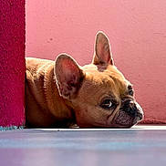 Volva a rejoint le concours — aidez-le/la à gagner de superbes lots ! dog, french_bulldog, pet, animal, laying_down, pink_wall, ear, floor, side_view, portrait, canine, cute, resting, looking, domestic_animal, snout, fur, expression, indoor, colorful