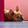 dog, french_bulldog, pet, animal, laying_down, pink_wall, ear, floor, side_view, portrait, canine, cute, resting, looking, domestic_animal, snout, fur, expression, indoor, colorful