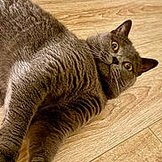 Bodhi a rejoint le concours — aidez-le/la à gagner de superbes lots ! cat, gray_cat, wooden_floor, pet, animal, fur, whiskers, paw, playful, curious, wide_eyes, indoor, close_up, mammal, domestic_animal, looking, lying_down, floor, human_hand, touching