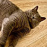 cat, gray_cat, wooden_floor, pet, animal, fur, whiskers, paw, playful, curious, wide_eyes, indoor, close_up, mammal, domestic_animal, looking, lying_down, floor, human_hand, touching