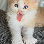 Milo a rejoint le concours — aidez-le/la à gagner de superbes lots ! kitten, cat, orange, white, blue_eyes, tongue_out, paws, fur, pet, animal, cute, playful, indoor, closeup, young, mammal, whiskers, soft, texture, gray