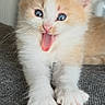 kitten, cat, orange, white, blue_eyes, tongue_out, paws, fur, pet, animal, cute, playful, indoor, closeup, young, mammal, whiskers, soft, texture, gray