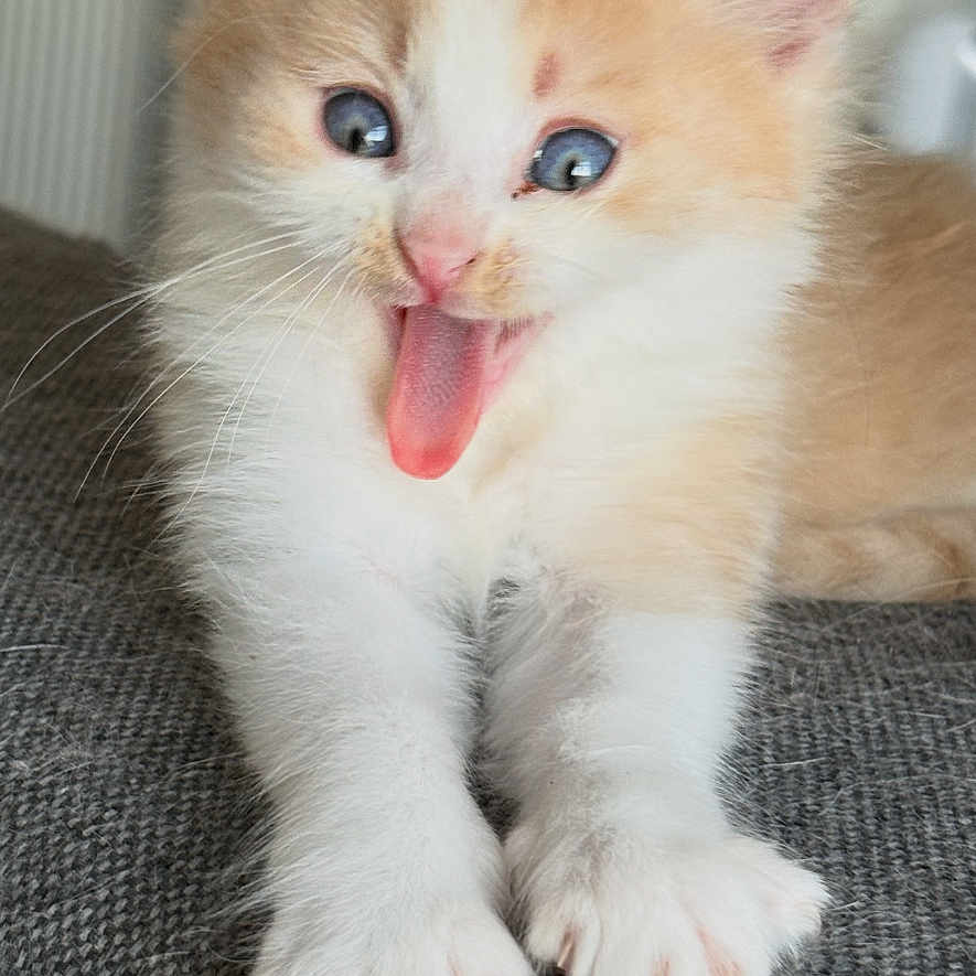 Milo a rejoint le concours — aidez-le/la à gagner de superbes lots ! kitten, cat, orange, white, blue_eyes, tongue_out, paws, fur, pet, animal, cute, playful, indoor, closeup, young, mammal, whiskers, soft, texture, gray
