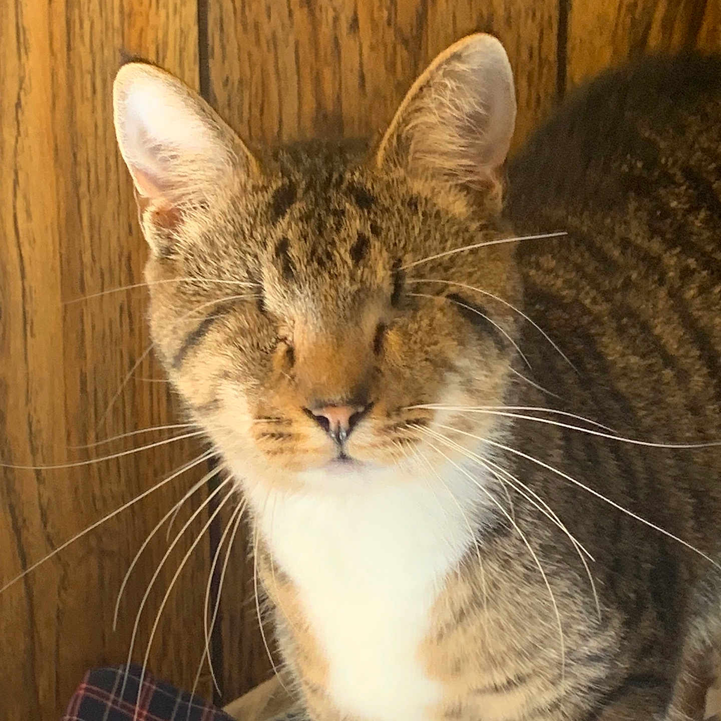 Helen is registered to the contest to win money with this photo: animal, cat, close_up, closed_eyes, clothing, cute, domestic_cat, feline, fur, indoor, mammal, pet, plaid_fabric, resting, sleepy, striped, tabby, whiskers, white_chest, wooden_background