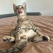 Simba a rejoint le concours — aidez-le/la à gagner de superbes lots ! cat, kitten, tabby, tongue_out, bed, indoor, pet, cute, playful, fur, paw, whiskers, relaxed, animal, mammal, young, curious, feline, sitting, close_up
