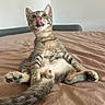cat, kitten, tabby, tongue_out, bed, indoor, pet, cute, playful, fur, paw, whiskers, relaxed, animal, mammal, young, curious, feline, sitting, close_up
