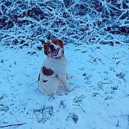 Usky a rejoint le concours — aidez-le/la à gagner de superbes lots ! animal, branches, brown, canine, cold, dog, forest, fur, happy, landscape, nature, outdoor, pet, playful, season, sitting, snow, tongue_out, white, winter