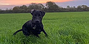 Milo joined the competition — help win amazing prizes! dog, black_dog, grass, field, sunset, outdoor, nature, sky, green, animal, pet, canine, landscape, evening, peaceful, scenic, pasture, trees, collar, sitting
