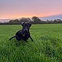 dog, black_dog, grass, field, sunset, outdoor, nature, sky, green, animal, pet, canine, landscape, evening, peaceful, scenic, pasture, trees, collar, sitting