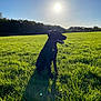 Milo is registered to the contest to win money with this photo: dog, black_dog, grass, field, sunlight, shadow, outdoor, nature, sky, sun, trees, pet, animal, collar, tongue_out, daylight, greenery, canine, sitting, landscape