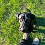 Milo is registered to the contest to win money with this photo: dog, black_dog, grass, outdoor, pet, animal, canine, looking_up, shiny_fur, legs, shoes, human, nature, sunlight, daylight, closeup, portrait, waiting, friendship, companion