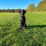 Milo joined the competition — help win amazing prizes! dog, black_dog, grass, field, outdoor, nature, sunlight, blue_sky, trees, pet, animal, canine, collar, sitting, greenery, daylight, park, shadow, happy, summer