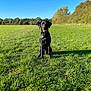 dog, black_dog, grass, field, outdoor, nature, sunlight, blue_sky, trees, pet, animal, canine, collar, sitting, greenery, daylight, park, shadow, happy, summer