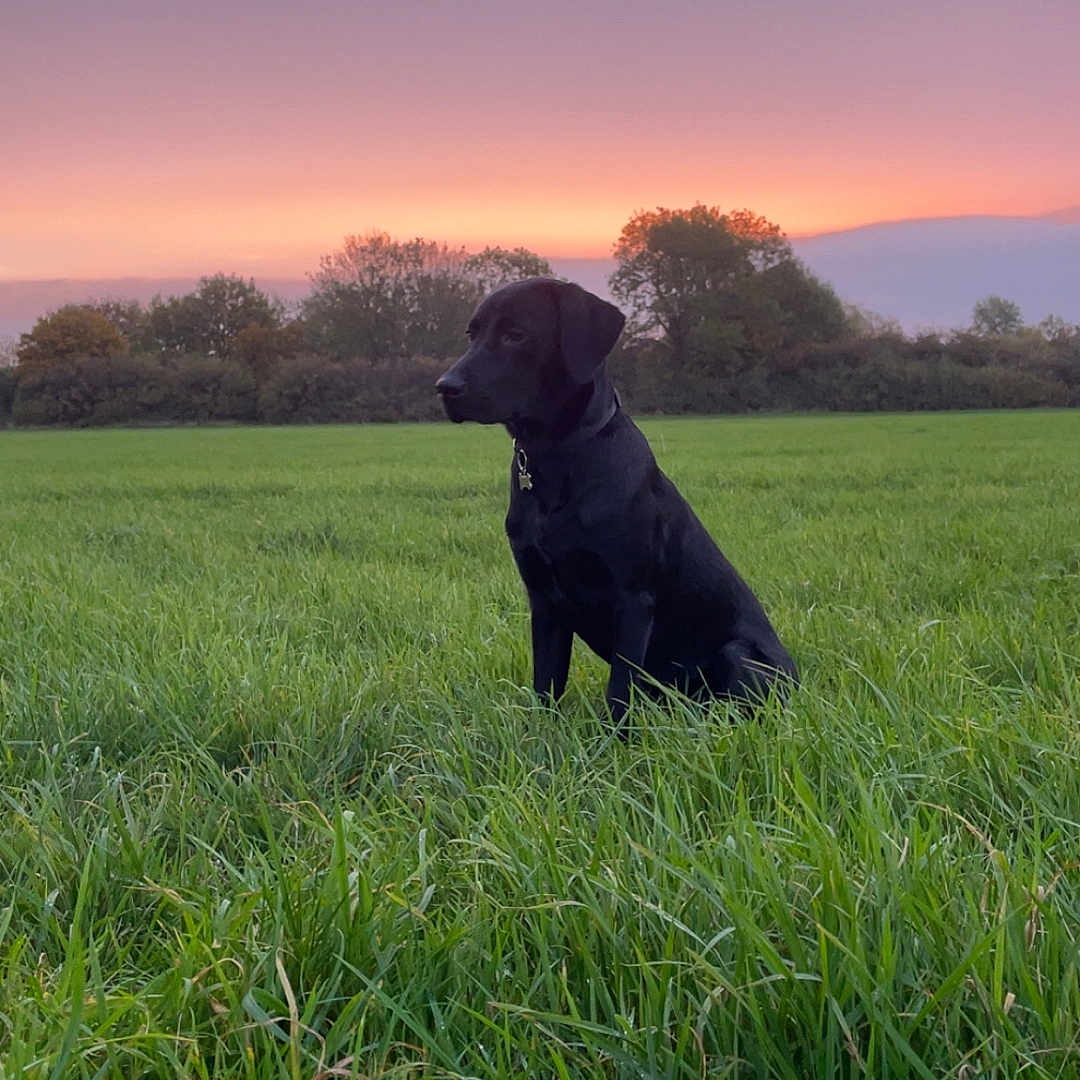 Milo is registered to the contest to win money with this photo: animal, black_dog, canine, collar, dawn, dog, evening, field, grass, landscape, nature, outdoor, peaceful, pet, serene, sitting, sky, sunset, tree_line, twilight