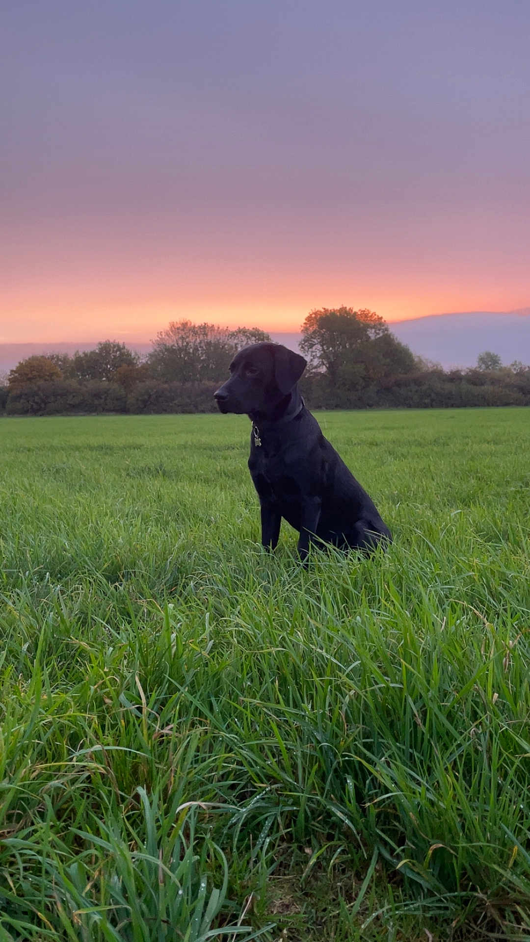 Milo is registered to the contest to win money with this photo: dog, black_dog, grass, field, sunset, sky, nature, outdoor, animal, pet, collar, peaceful, landscape, tree_line, serene, canine, sitting, dawn, twilight, evening