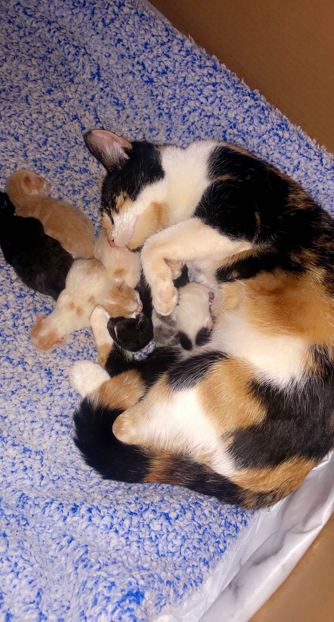 Ana joined the competition — help win amazing prizes! canidae, carnivore, cat, cat_supply, claw, comfort, companion_dog, dog_breed, domestic_short_haired_cat, fawn, felidae, fur, mammal, nap, paw, small_to_medium_sized_cats, tail, terrestrial_animal, vertebrate, whiskers