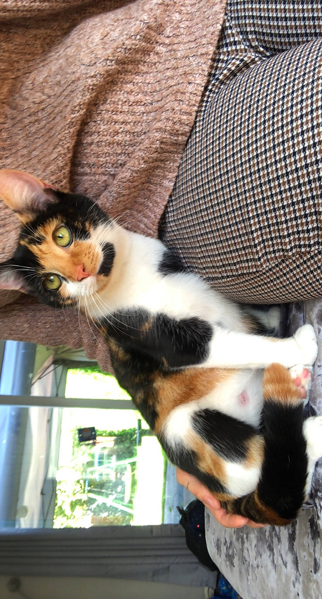 Ana joined the competition — help win amazing prizes! carnivore, cat, chair, comfort, domestic_short_haired_cat, felidae, fur, grass, plant, small_to_medium_sized_cats, snout, tail, terrestrial_animal, tree, whiskers, window