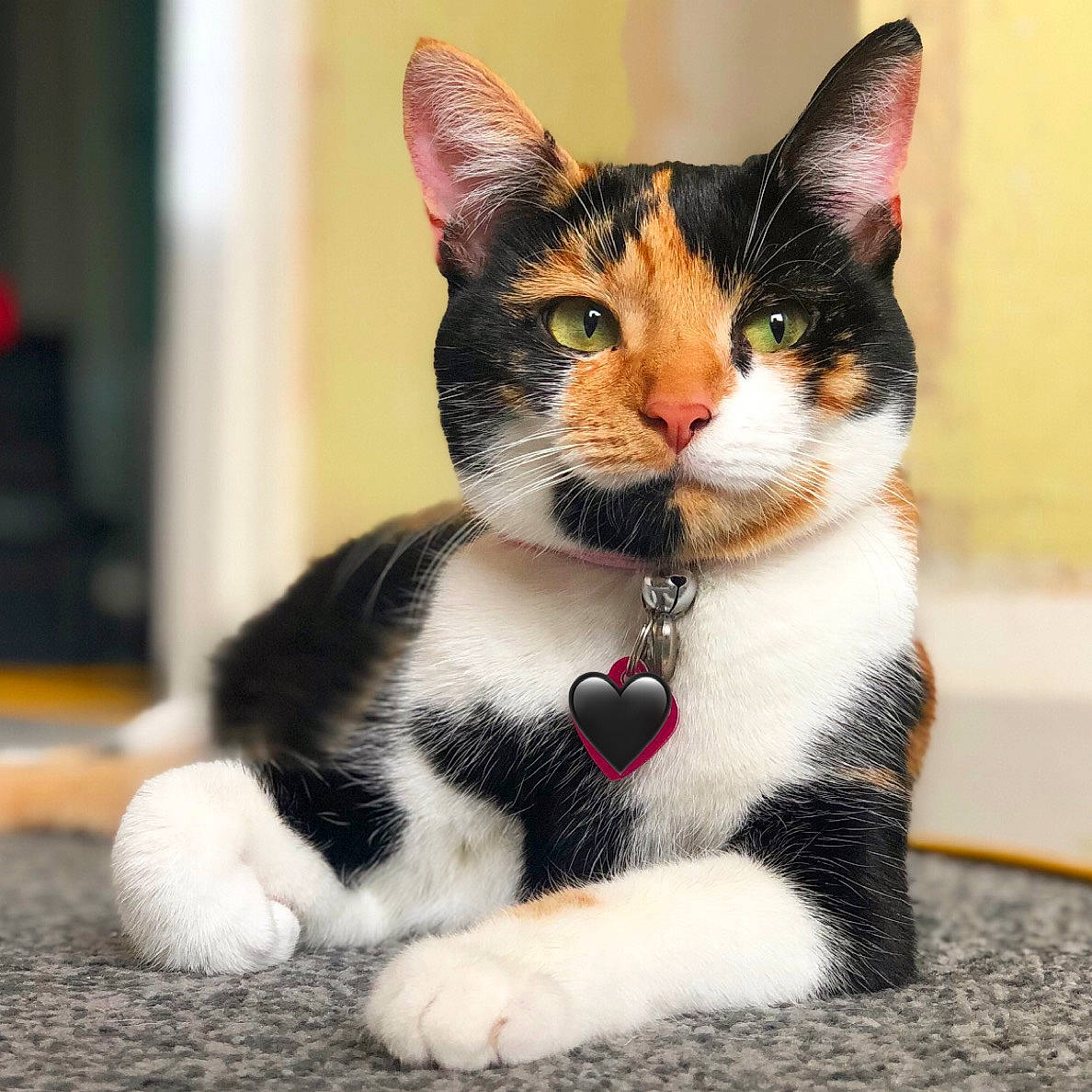 Ana is registered to the contest to win money with this photo: carnivore, cat, collar, domestic_short_haired_cat, felidae, foot, fur, paw, pet_supply, sitting, small_to_medium_sized_cats, tail, terrestrial_animal, whiskers