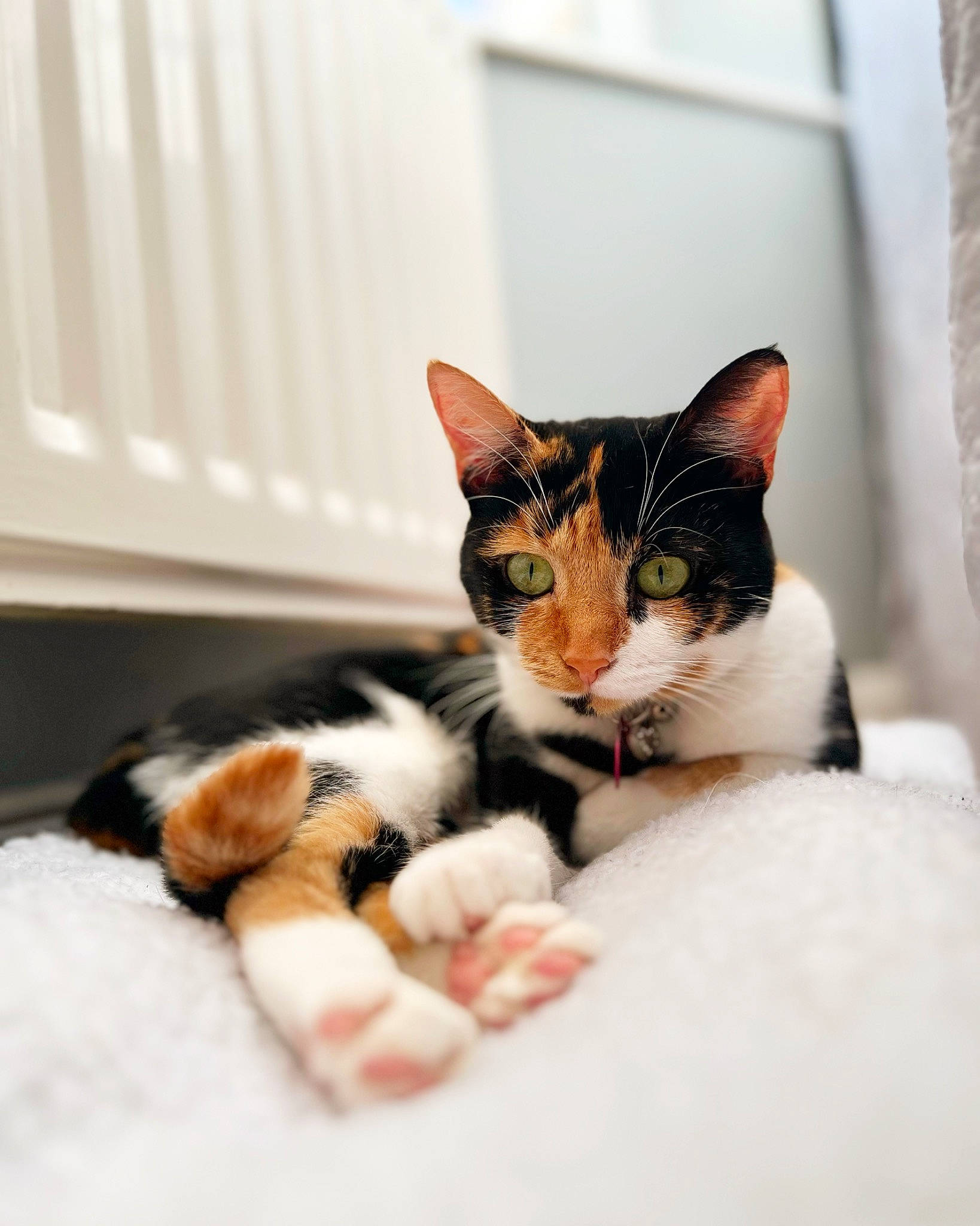 Ana is registered to the contest to win money with this photo: carnivore, cat, claw, comfort, domestic_short_haired_cat, felidae, fur, paw, sitting, small_to_medium_sized_cats, snout, whiskers