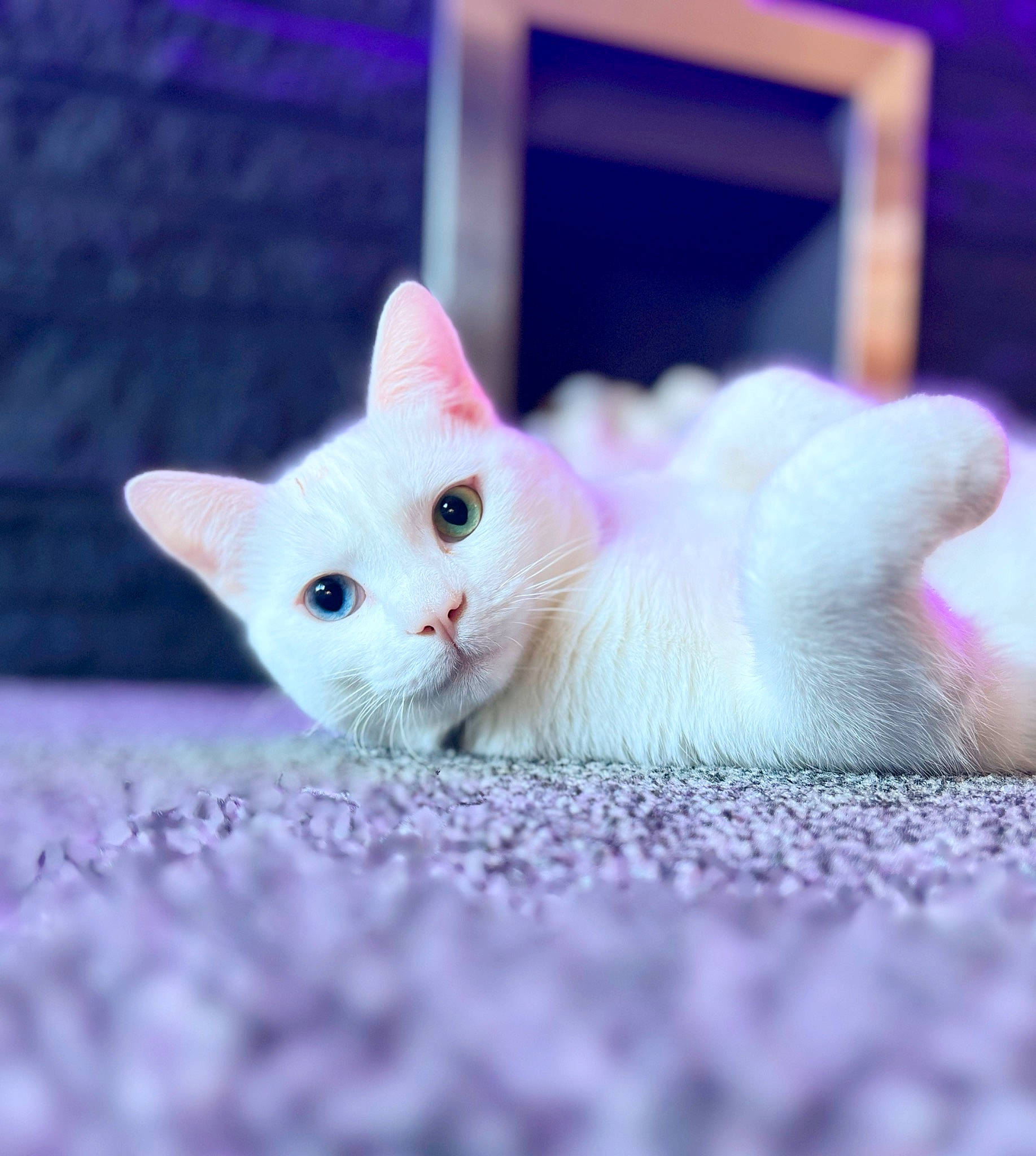 Casper is registered to the contest to win money with this photo: carnivore, cat, cat_supply, domestic_short_haired_cat, fawn, felidae, fur, magenta, paw, photo_caption, pink, small_to_medium_sized_cats, tail, whiskers