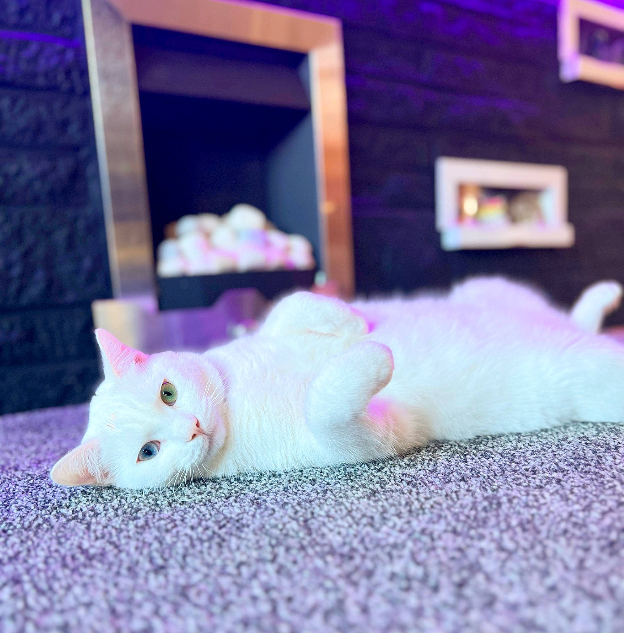 Casper joined the competition — help win amazing prizes! carnivore, cat, comfort, companion_dog, domestic_short_haired_cat, felidae, flooring, fur, linens, magenta, mammal, paw, petal, pink, purple, room, sky, small_to_medium_sized_cats, tail, whiskers