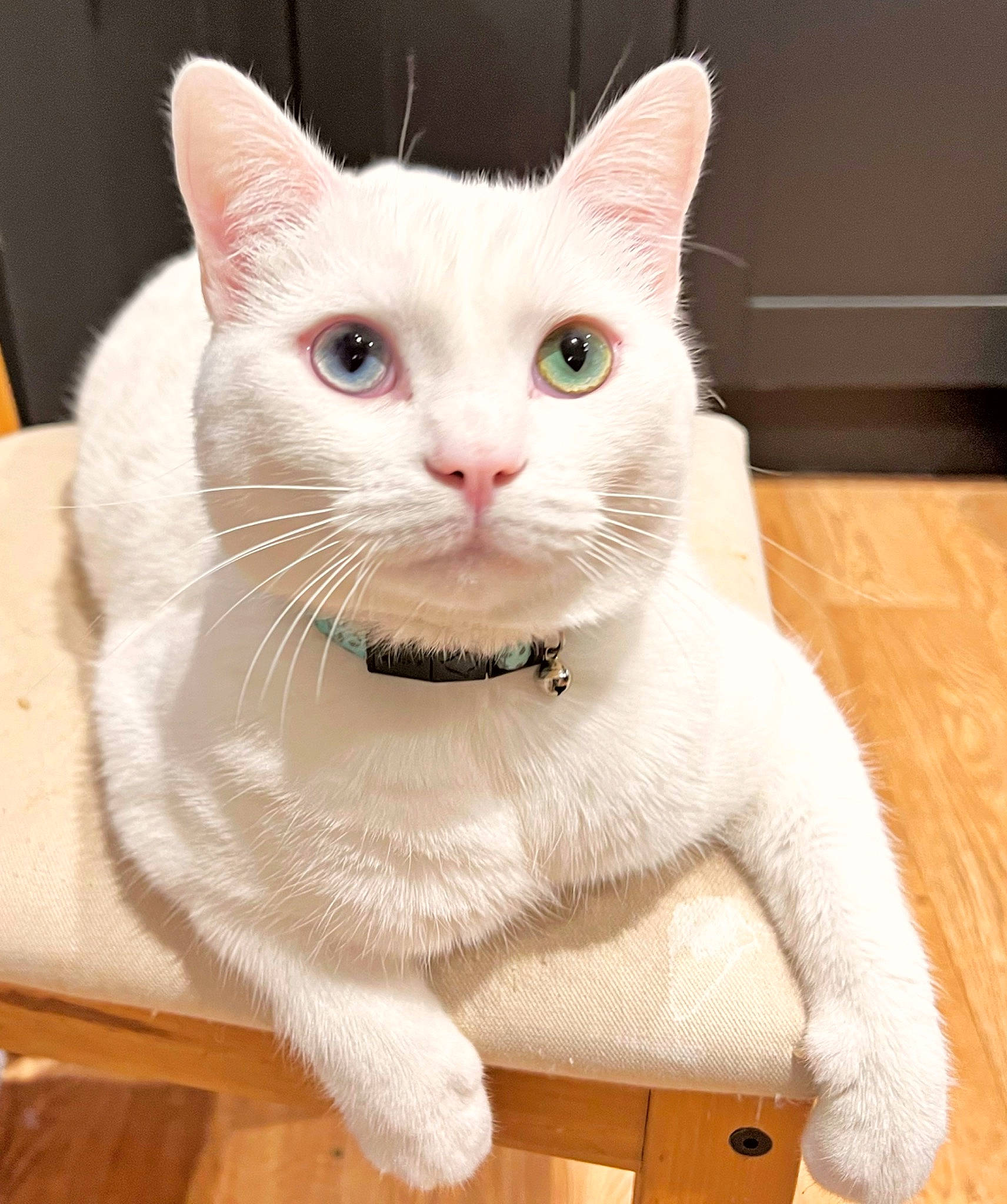 Casper joined the competition — help win amazing prizes! carnivore, cat, cat_furniture, cat_supply, collar, domestic_short_haired_cat, fang, fawn, felidae, flooring, fur, hardwood, pattern, paw, pet_supply, small_to_medium_sized_cats, snout, tail, whiskers, wood