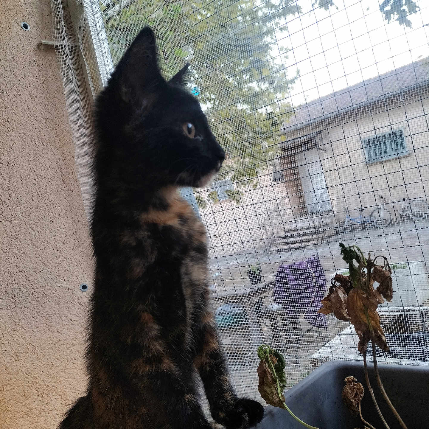 Kitty