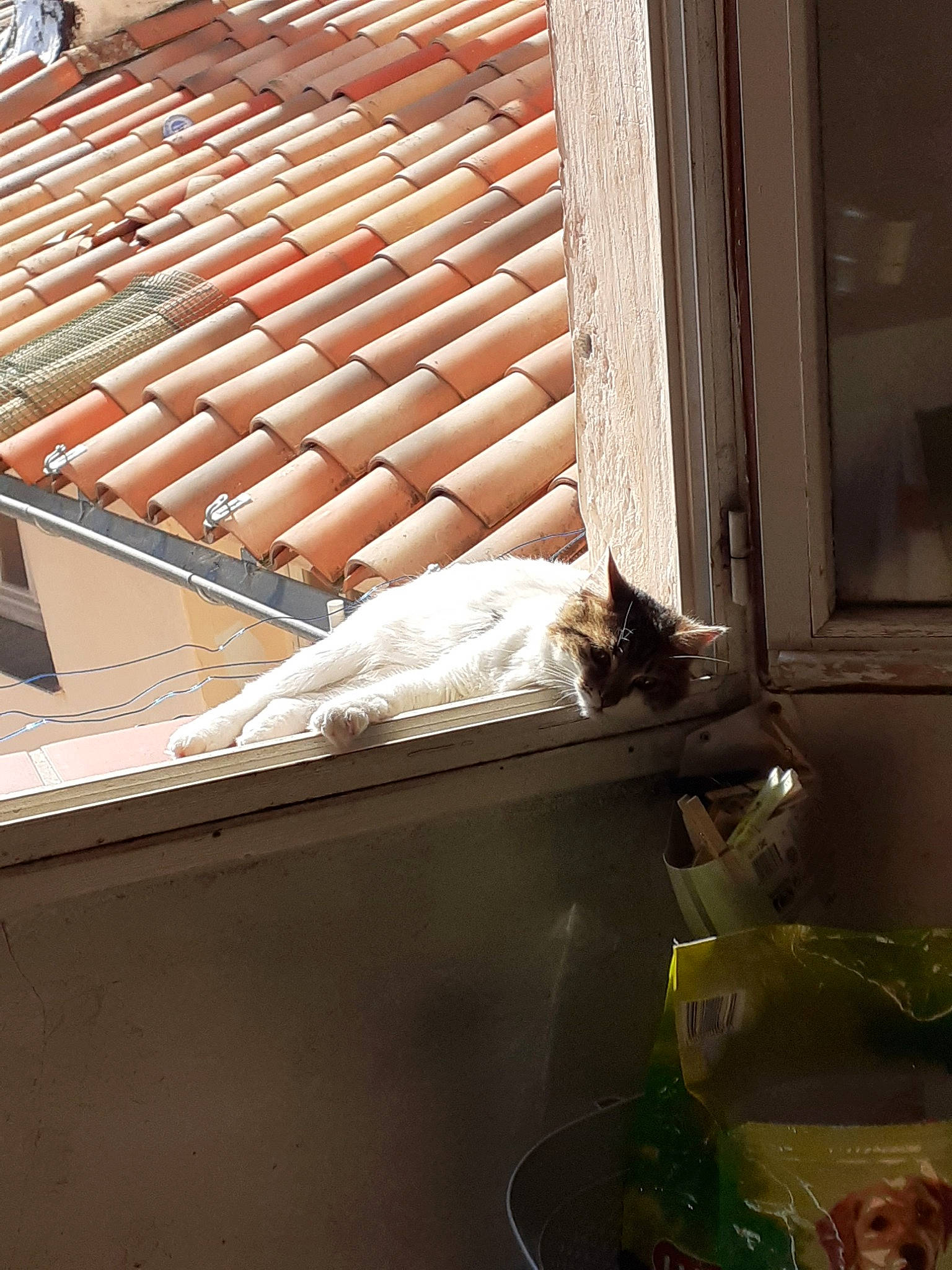 Pringles participe au concours pour gagner de l'argent avec cette photo : cat, daylighting, felidae, home, house, roof, room, window