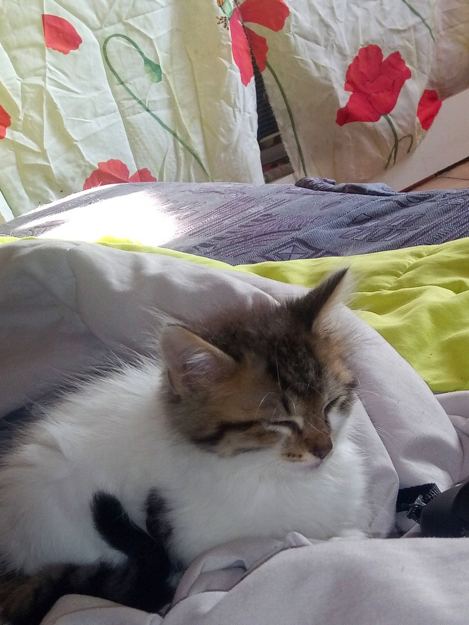 Pringles a rejoint le concours — aidez-le/la à gagner de superbes lots ! asian, bed, bed_sheet, carnivore, cat, felidae, fur, kitten, linens, mammal, nap, norwegian_forest_cat, pillow, ragdoll, small_to_medium_sized_cats, tail, whiskers