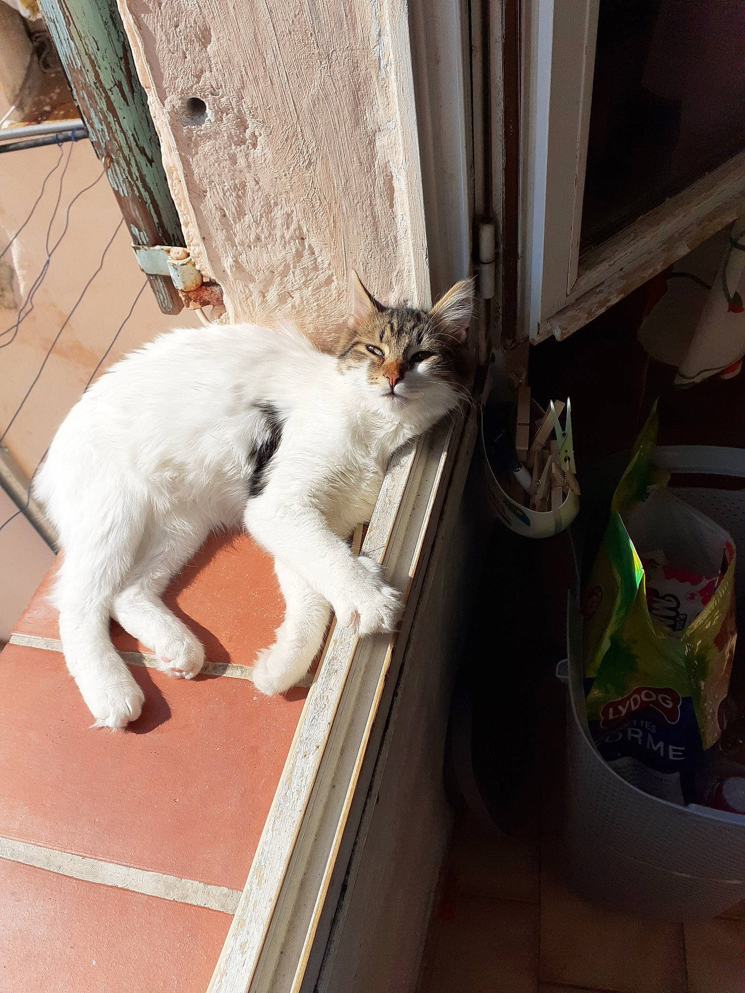 Pringles participe au concours pour gagner de l'argent avec cette photo : aegean_cat, burmilla, carnivore, cat, domestic_short_haired_cat, door, european_shorthair, felidae, leg, small_to_medium_sized_cats, tail, turkish_angora, turkish_van, whiskers, window