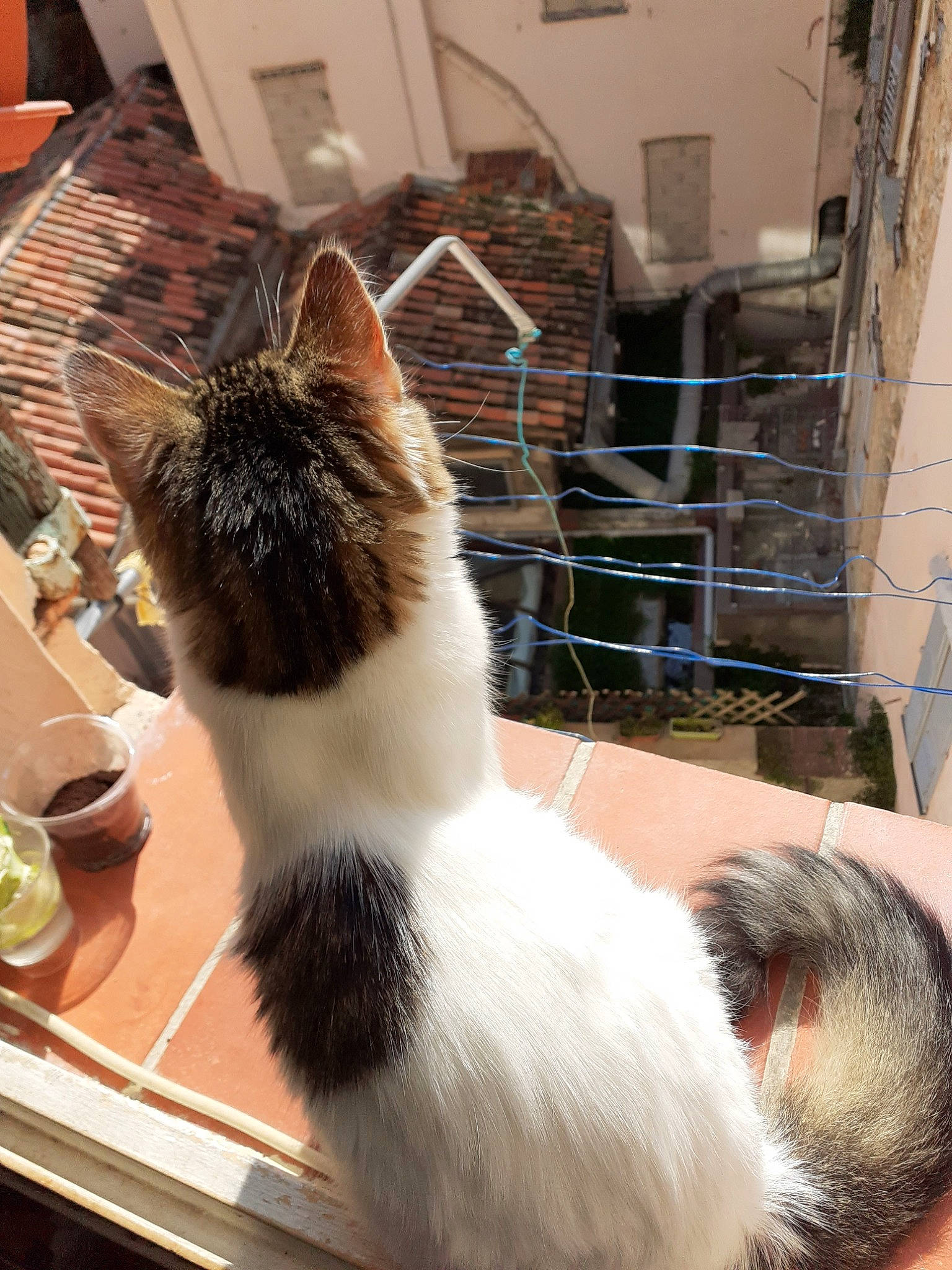 Pringles participe au concours pour gagner de l'argent avec cette photo : aegean_cat, carnivore, cat, domestic_long_haired_cat, domestic_short_haired_cat, felidae, fur, norwegian_forest_cat, polydactyl_cat, small_to_medium_sized_cats, tail, whiskers