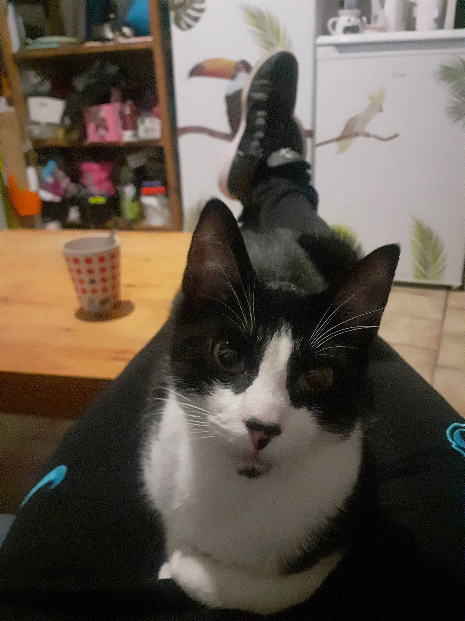 Felix a rejoint le concours — aidez-le/la à gagner de superbes lots ! aegean_cat, american_wirehair, black_and_white, carnivore, cat, domestic_short_haired_cat, ear, felidae, fur, japanese_bobtail, polydactyl_cat, small_to_medium_sized_cats, snout, whiskers